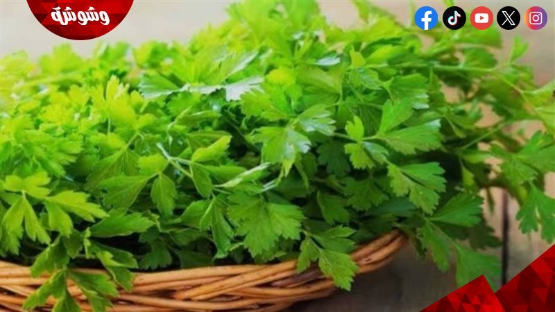 سلة من الخضرة الطازجة