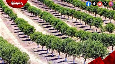 بعد توجيهات السيسي.. الزراعة تعلن مستجدات مبادرة 