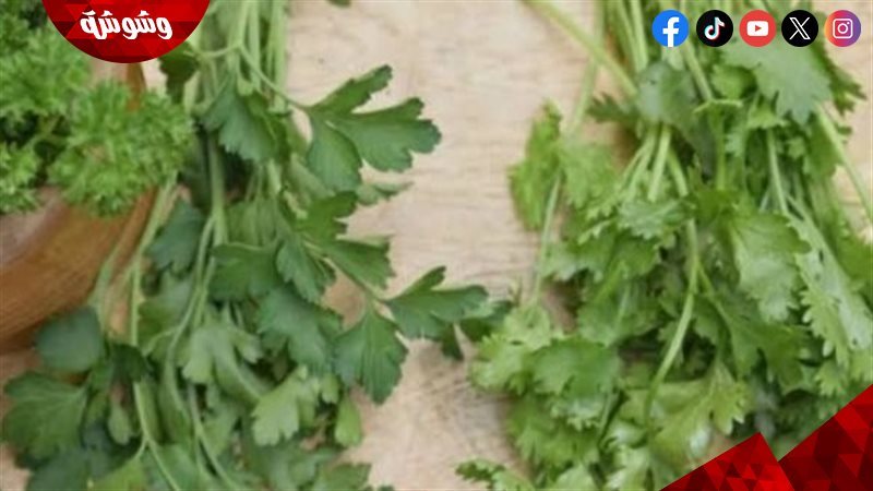 طريقة حفظ الخضرة