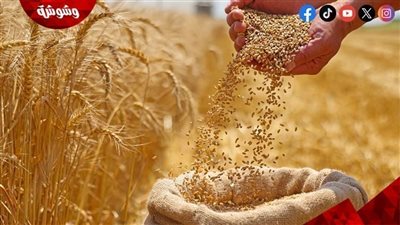 وزير التموين يطمئن المصريين: لا أزمة في القمح.. والمخزون يكفي 6 أشهر