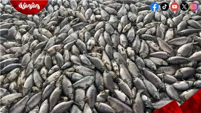 نفوق أكثر من 300 حوت صغير في الأرجنتين.. هل تقف البكتيريا وراء الكارثة؟