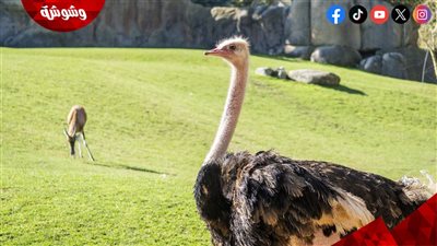نعامة هاربة تربك حركة المرور في كاليفورنيا.. والشرطة تتدخل