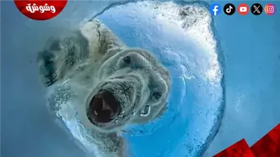 صورة دب قطبي تفوز بجائزة OurNature للتصوير البيئي لعام 2026