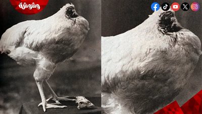 ديك بلا رأس يعيش لأكثر من 18 شهرًا.. فما القصة؟
