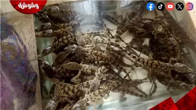 ضبط 30 تمساحًا صغيرًا داخل حقيبة مع راكب بقطار أسوان -الإسكندرية.. تفاصيل