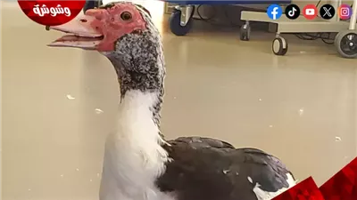 وُلدت بلا أقدام.. تفاصيل إنقاذ بطة في ولاية بنسلفانيا الأمريكية