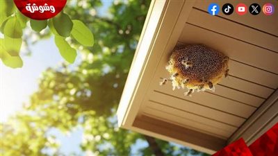 ماذا تعني رؤية النحل داخل المنزل في المنام؟.. دلالات الخير والرزق في الحلم