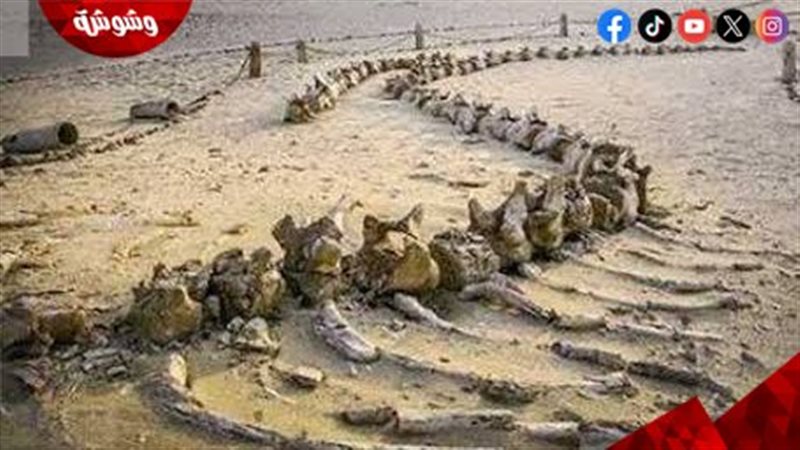 وادى الحيتان